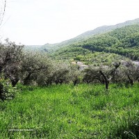 Uliveto-1